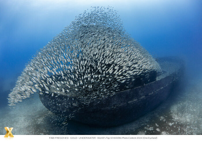 Swarm of fish encircles shipwreck, showcasing underwater beauty from One Eyeland photography awards.