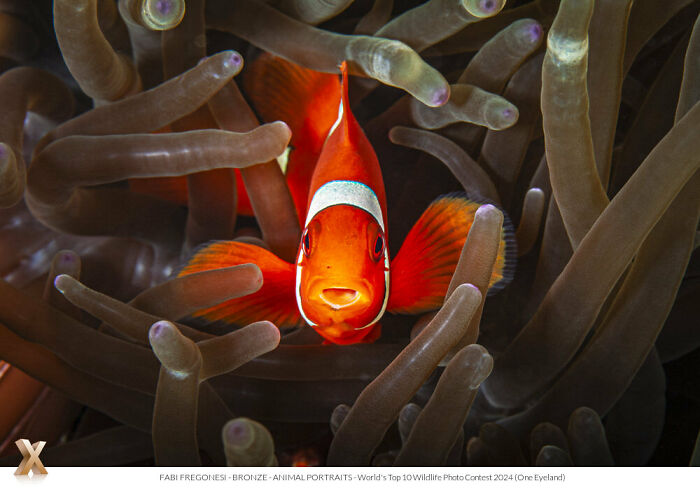 Vibrant clownfish nestled in sea anemone, showcasing breathtaking beauty from One Eyeland Photography Awards.