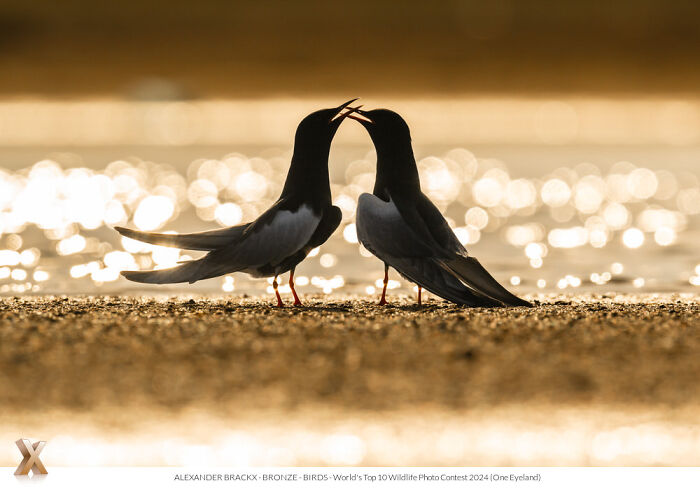 Two birds on sandy beach at sunset, part of One Eyeland Photography Awards, showcasing world beauty.