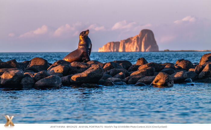 Sea lion perched on rocks by the ocean, showcasing the beauty of our world, with distant island at sunset.