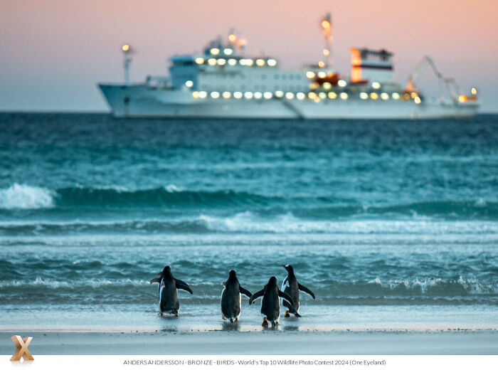 Penguins waddling on a beach with a ship in the background, capturing Earth's beauty in photography awards.