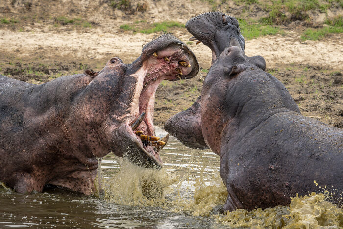 Wildlife photographer captures two hippos in a fierce water battle, showcasing nature's raw beauty.