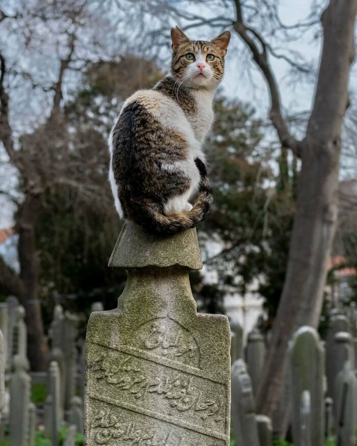 Cute cemetery cat perched on a gravestone, surrounded by trees and old headstones in the background.