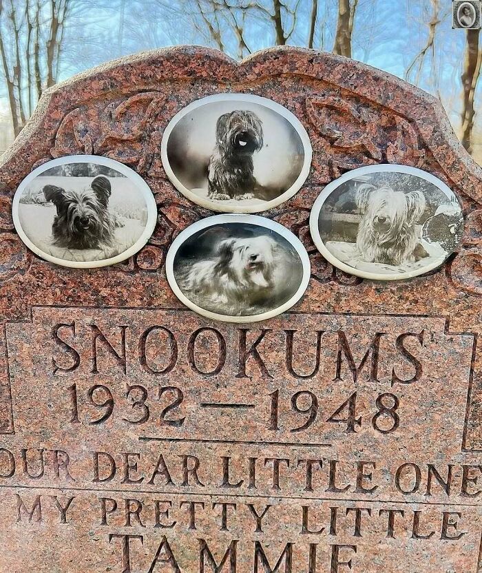 Headstone portraits featuring dogs named Snookums, with inscription from 1932 to 1948.
