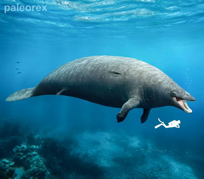 Speculative evolution: a large aquatic creature with a diver near its mouth, illustrating future animal development.