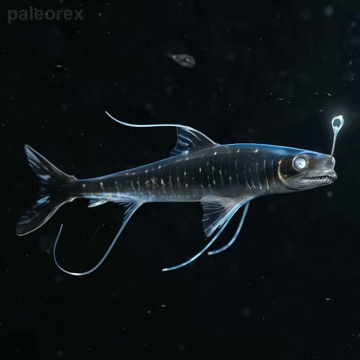 Futuristic anglerfish from speculative evolution by Paleorex, featuring bioluminescent lure.