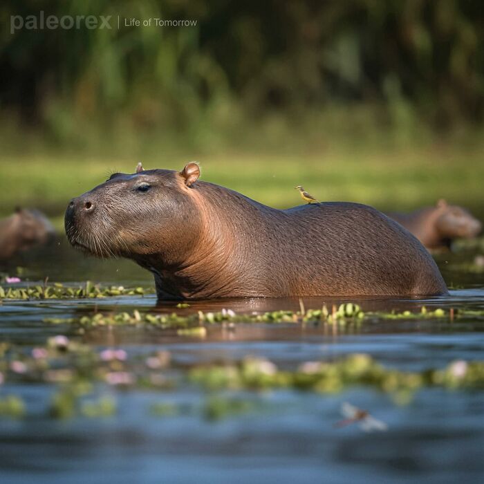 Speculative evolution animal resembling a large mammal in water, with a bird sitting on its back, surrounded by aquatic plants.