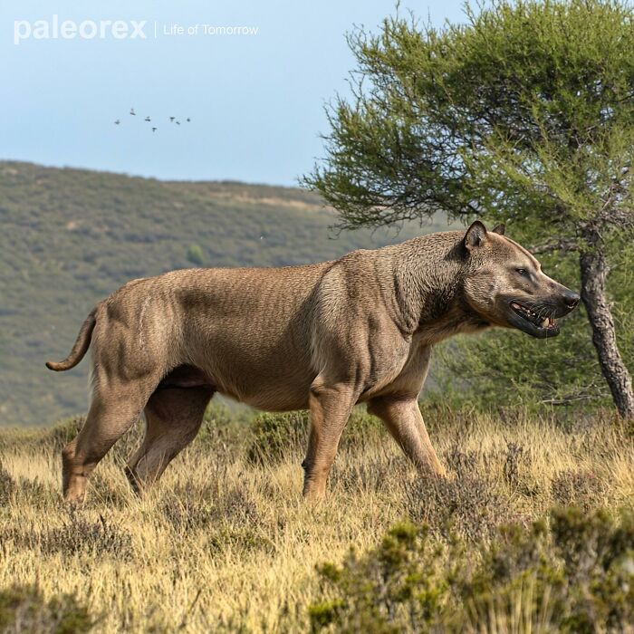 Speculative evolution animal by Paleorex; future creature in grassy landscape with trees and distant hills.