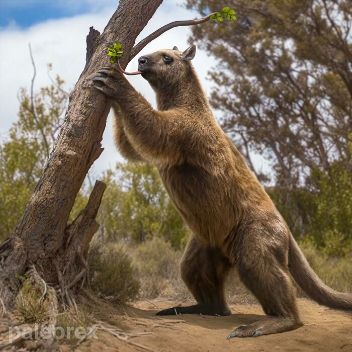 Speculative evolution: A future animal resembling a large mammal, standing and reaching a tree branch in a forest setting.