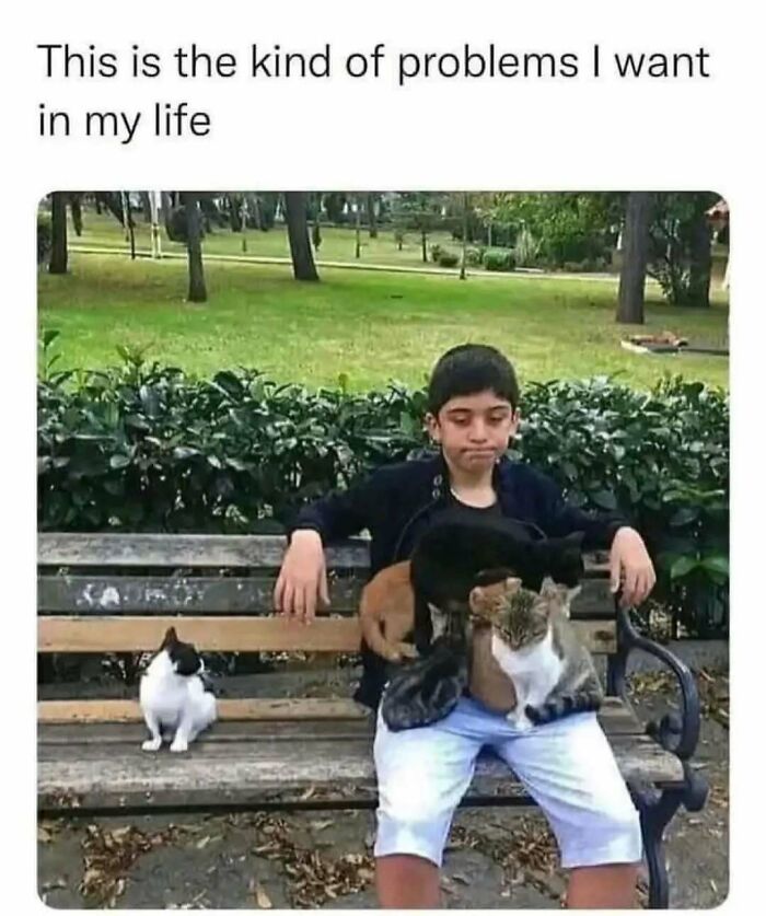 Boy sitting on a park bench with cats on his lap, showcasing amusing memes for introverts.