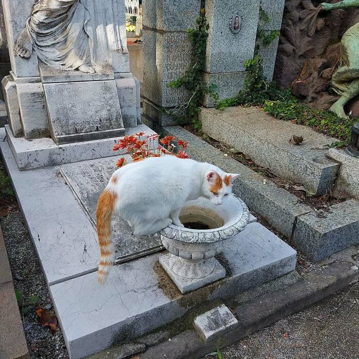 Cute cemetery cat resting on a stone monument, surrounded by flowers in a serene graveyard setting.