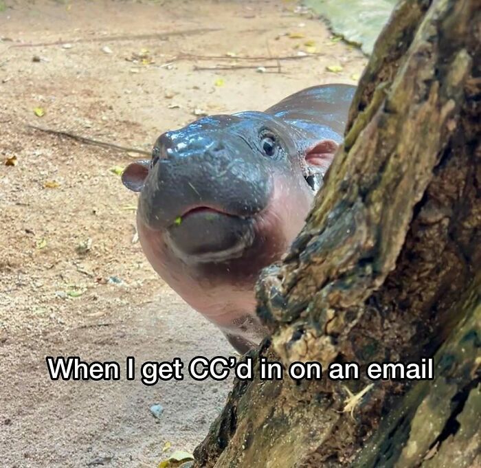 Hippo peeking from behind a tree with a relatable meme caption about being CC'd on an email.