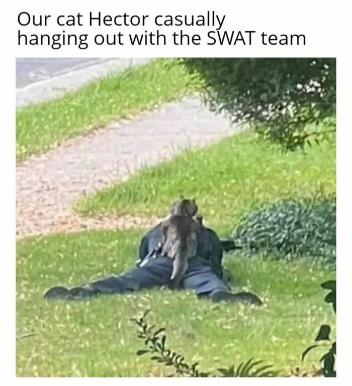 Cat in play mode lounging on a SWAT team member lying on grass, capturing a humorous feline attitude.