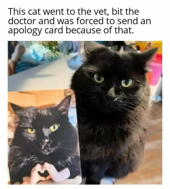 Black cat looking playful, posing next to a card with its own photo, capturing a humorous feline attitude.