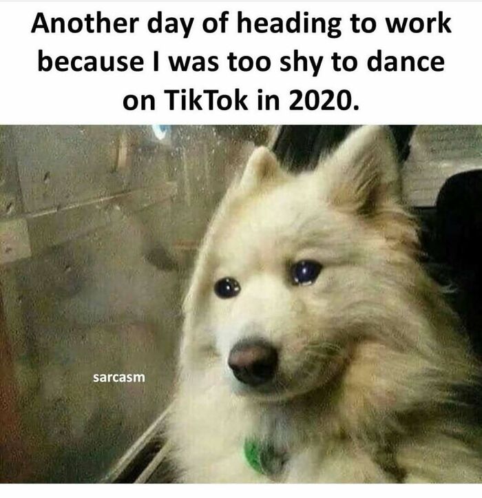 Dog looking out window with text about missing TikTok dance trends in 2020.