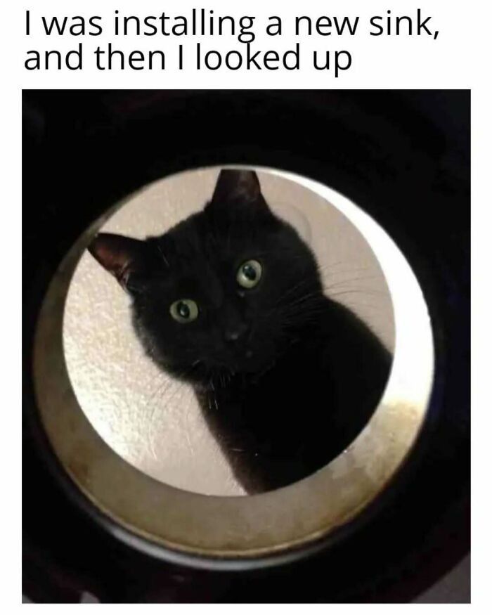 Black cat peeking through a circular opening, playfully watching from above.