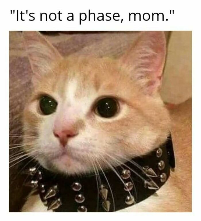 Cat in play mode wearing a studded collar, with text: "It's not a phase, mom."