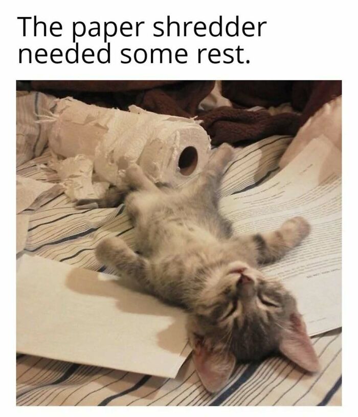 Kitten in play mode, exhausted on shredded paper and toilet roll, enjoying a nap.