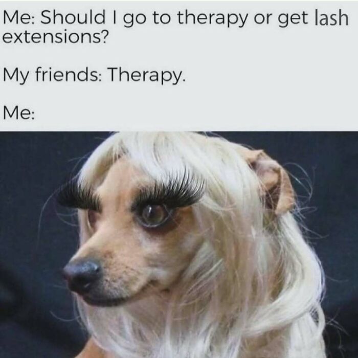 Dog wearing wig and large fake lashes in funny meme to make your day better.