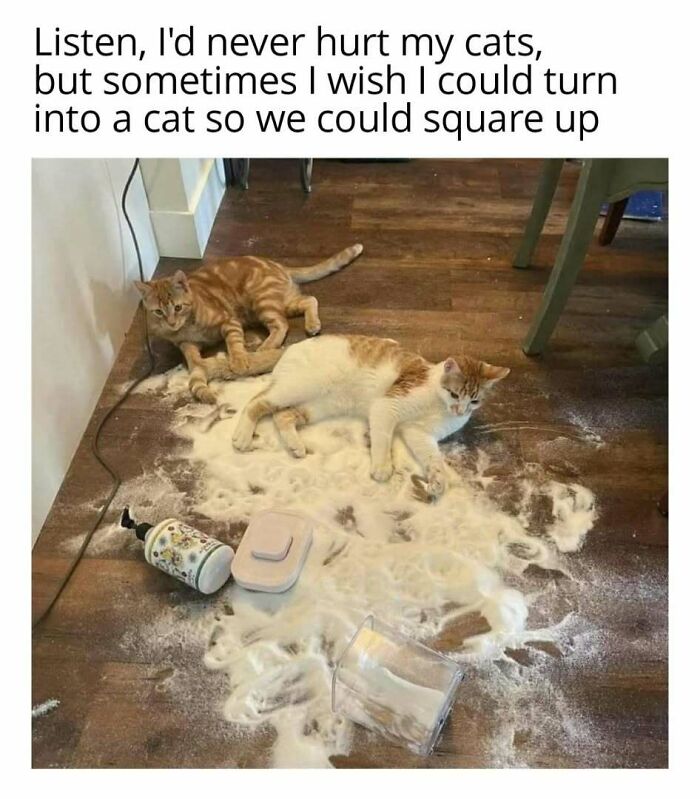 Cats in play mode, creating a flour mess on the floor with a funny caption about squaring up.