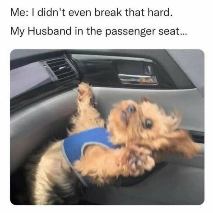 Dog meme with a small, startled dog in a car, wearing a blue harness, creating a humorous moment to make your day better.