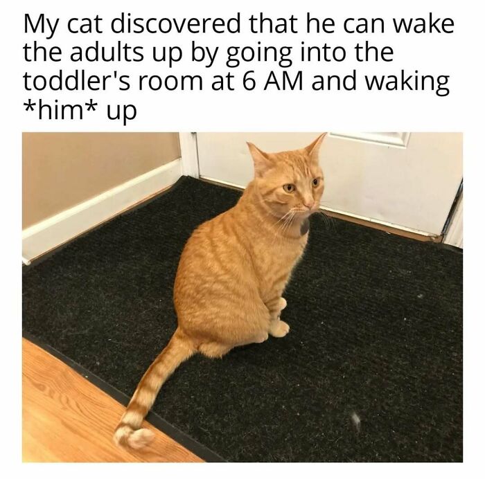 Orange cat humorously sits by a door, embodying playful feline attitude.