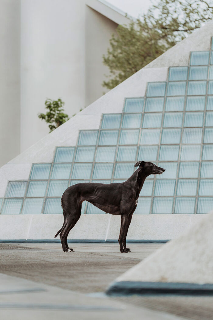 Black dog stands elegantly by a geometric glass wall, highlighting the bond between animals and their humans.