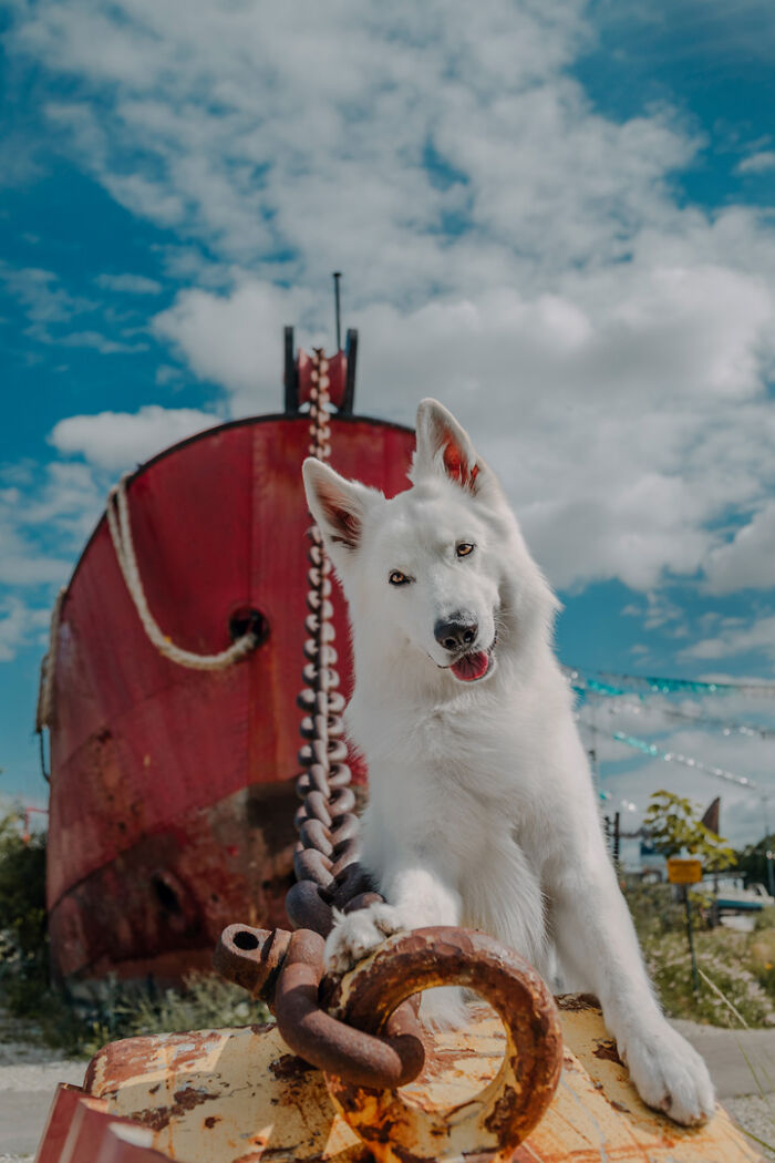 White dog playfully posing by a large anchor chain against a blue sky, capturing a heartwarming animal bond moment.