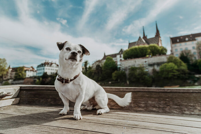 A dog stands on a wooden deck with a scenic view of buildings and trees, highlighting the bond between animals and humans.