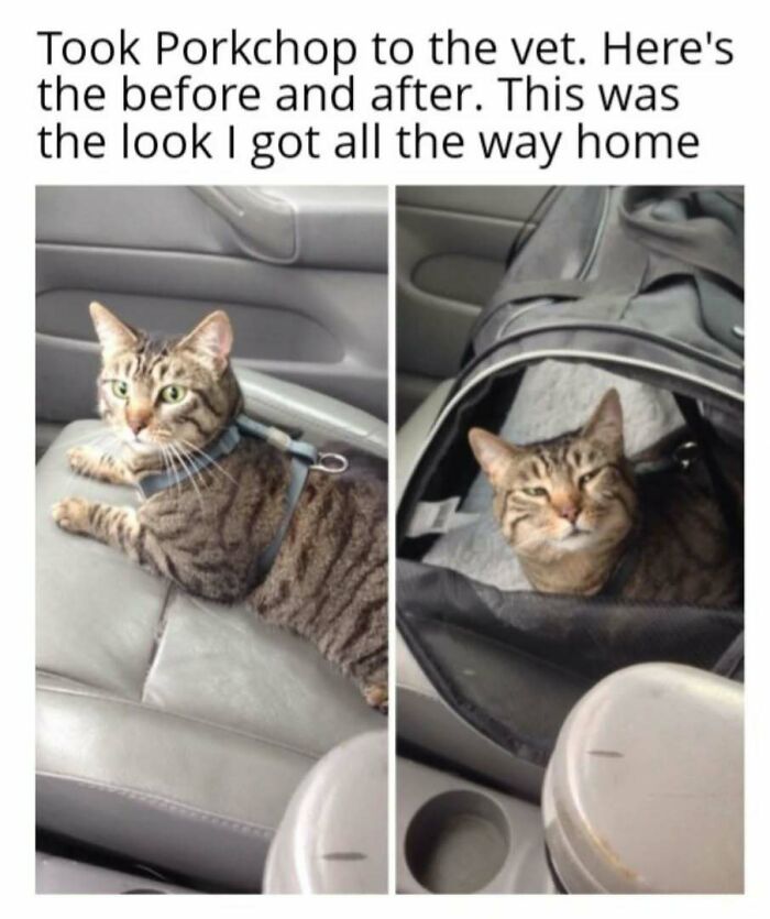 Cat in play mode: A tabby in a car before and after a vet visit, expressing distinct attitudes.