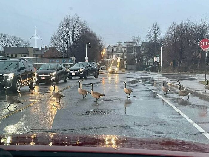 Canada geese crossing a wet street, cars wait at a stop sign.
