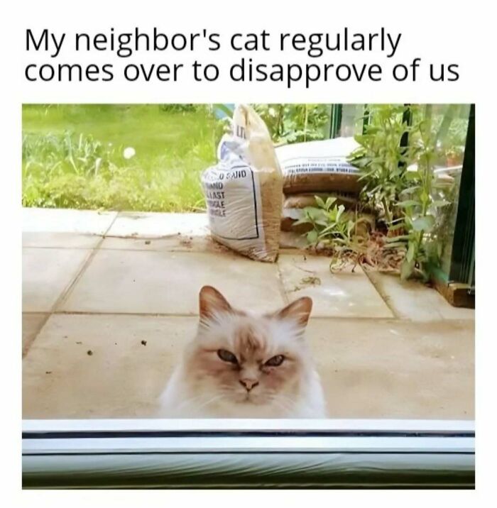 Fluffy cat giving a disapproving look through a door in a garden, perfectly capturing feline attitude.