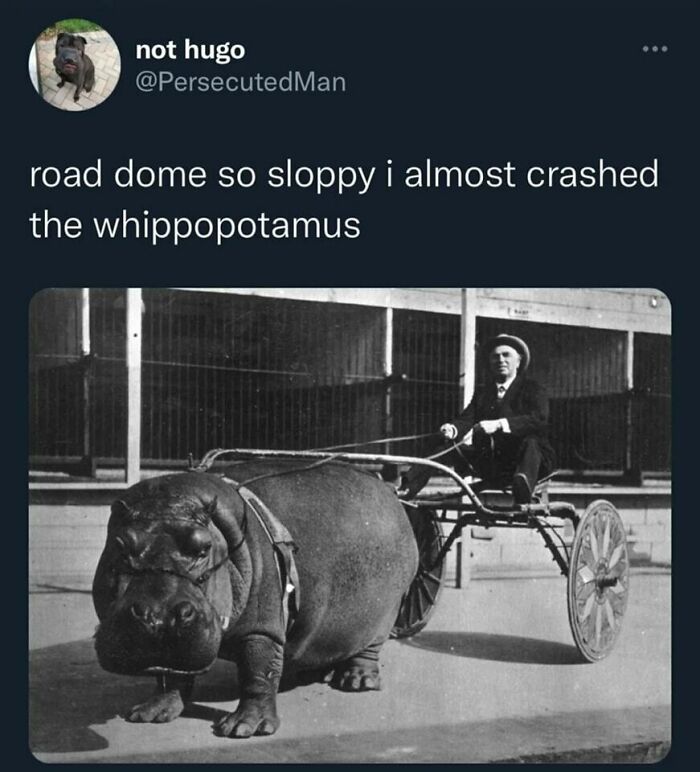 Man driving a hippo-drawn cart with text above as part of a daily humor meme.
