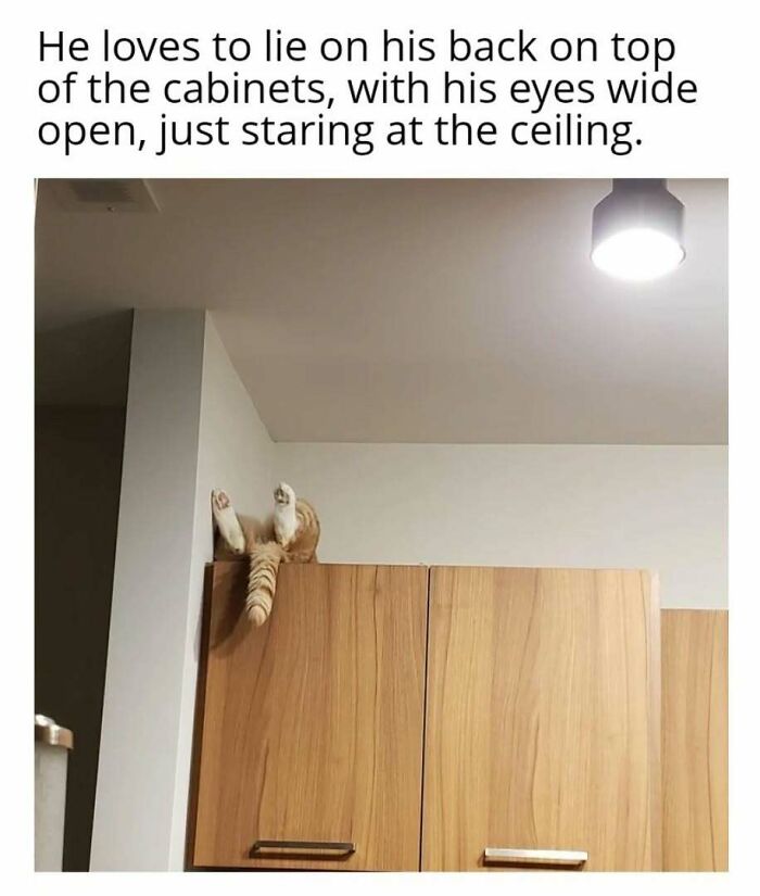 Cat in play mode lying on its back atop cabinets, with paws up, staring at the ceiling.