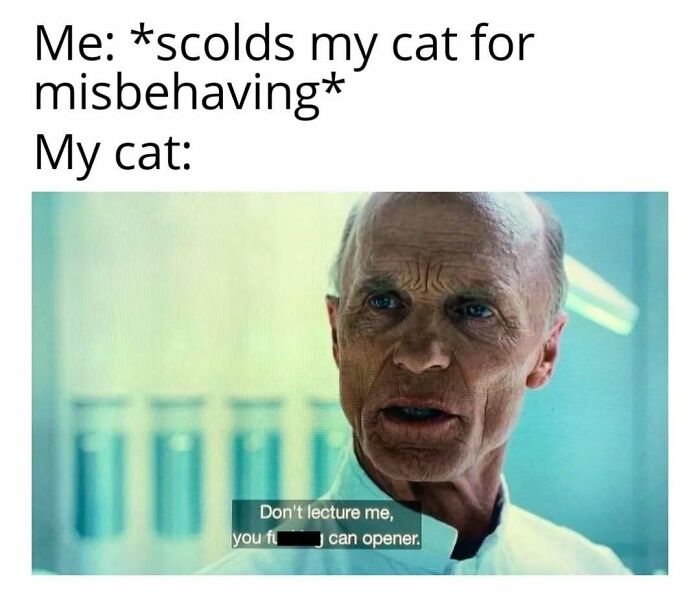 Old man with stern face, captioned "Don't lecture me," humorously depicting cats in play mode attitude.