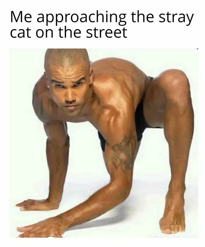 Person mimicking a crawling pose, resembling a playful cat approach. Text reads: "Me approaching the stray cat on the street."