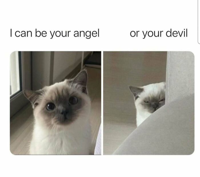Cat meme from Diary Introverts, showing a cute and a mischievous side with captions "I can be your angel or your devil."