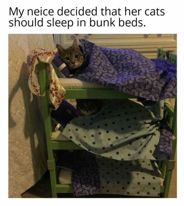 Cats in nested bunk beds, humorously capturing feline attitude in a play mode.