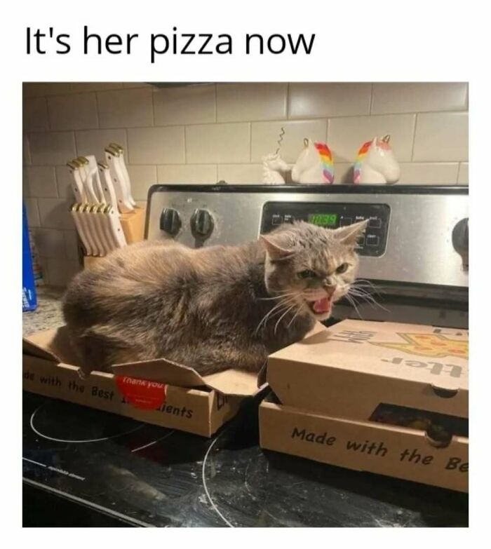 Cat in play mode guarding pizza boxes on a stove with a fierce expression.