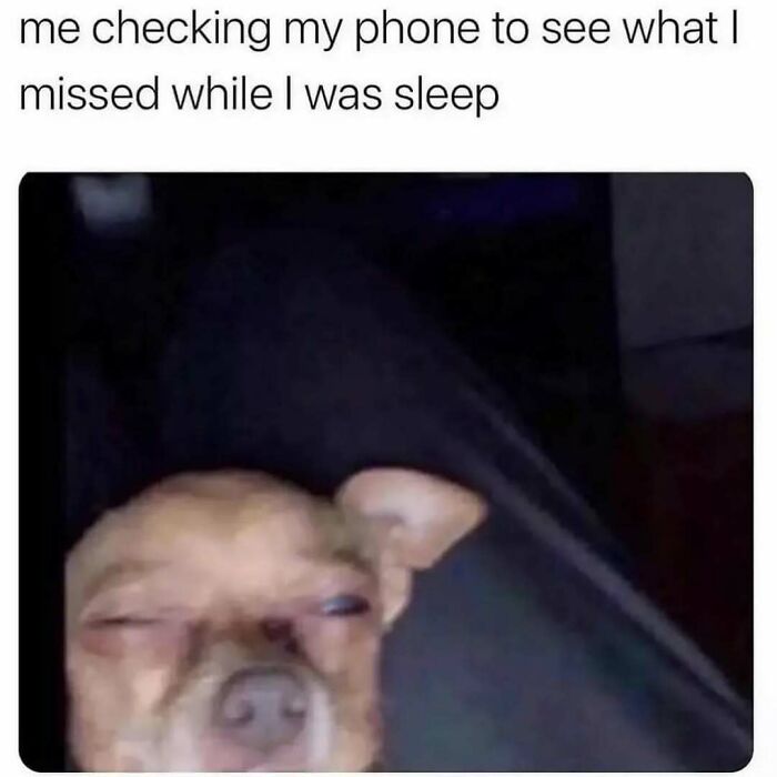 A sleepy dog making a funny face, symbolizing morning phone check, aiming to make your day better with humor.