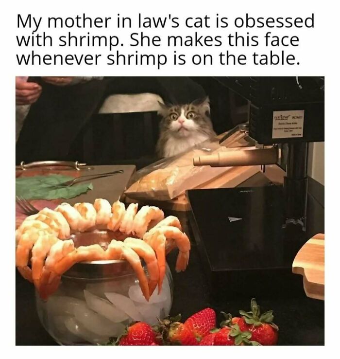 Cat in play mode, staring eagerly at a bowl of shrimp on a table, with strawberries in the foreground.