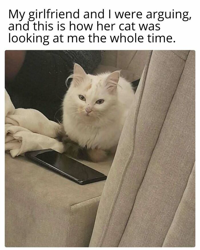 White cat staring intensely from a couch next to a smartphone, embodying the perfect feline attitude.
