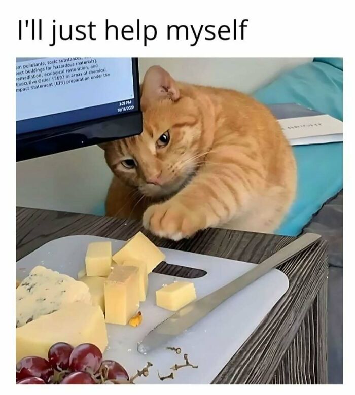 Orange cat in play mode, reaching for cheese on a table, with a curious expression.