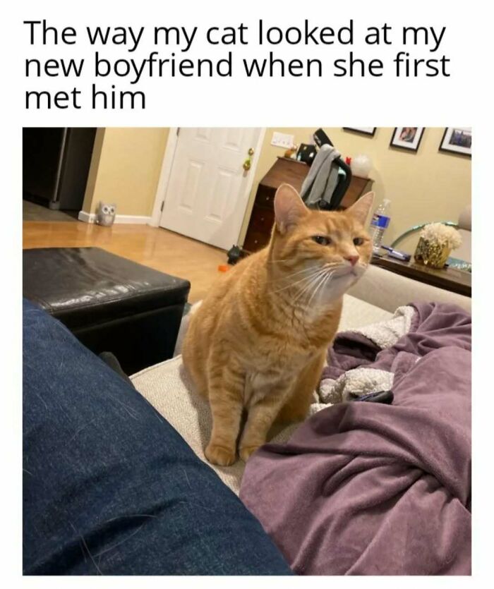 Orange cat with a humorous expression, sitting on a couch in play mode, expressing feline attitude.