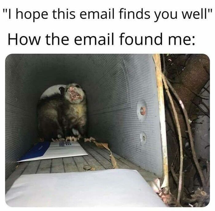 Opossum in mailbox with text "I hope this email finds you well," embodying relatable job meme.