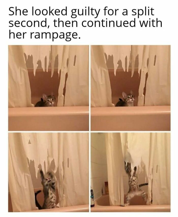 Cat in play mode shredding shower curtain in a bathroom; looking playful yet mischievous.