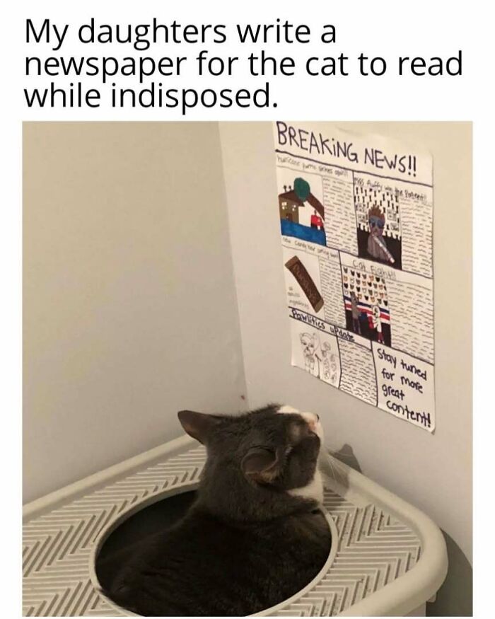 Cat in play mode reading a handmade newspaper while sitting in a litter box, showcasing feline humor.