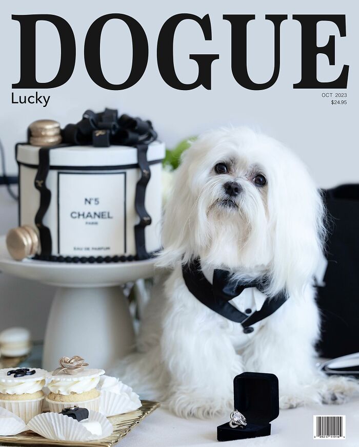 White dog in tuxedo on Dogue magazine cover, beside cupcakes and a luxury cake display.