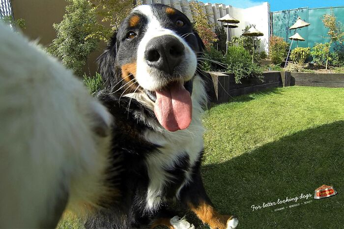 Happy dog outdoors with tongue out, part of unforgettable canine campaigns capturing hearts worldwide.