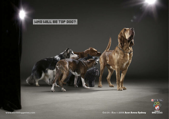 Dogs in a lineup with "Who will be top dog?" text, promoting unforgettable canine campaigns worldwide.
